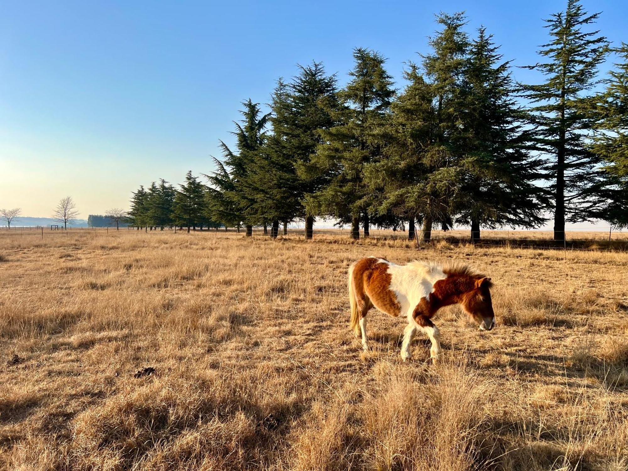 ארמלו Merino Stal Guest Farm מראה חיצוני תמונה